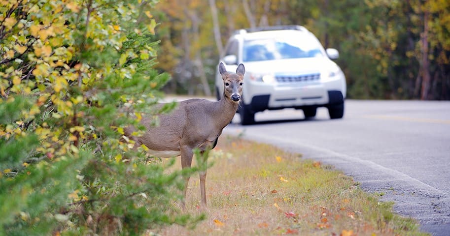 Accidents Involving Animals Crossing the Street