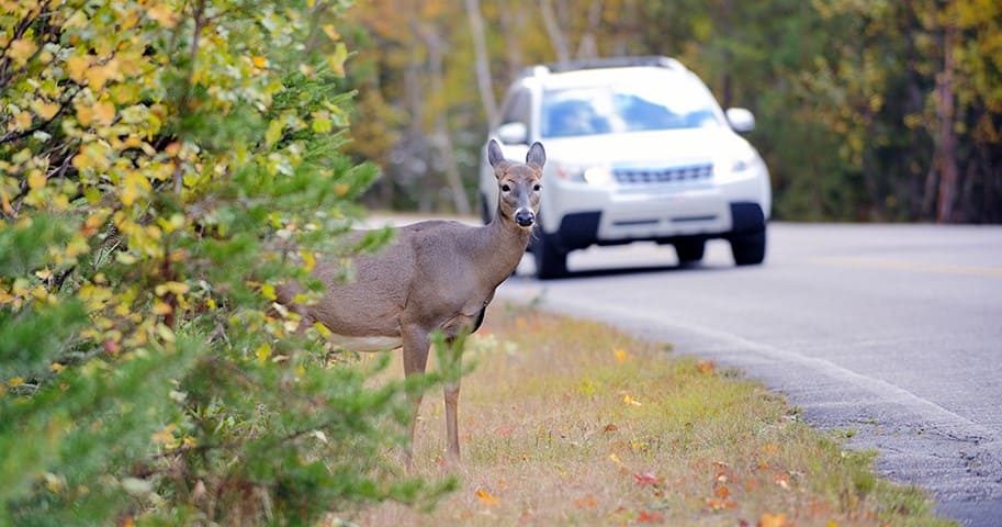 Accidents Involving Animals Crossing the Street